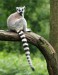 zoo-lemur-uvod.jpg